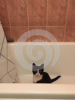 A black cat with a white muzzle sits in a white bath in the bathroom and looks directly into the camera