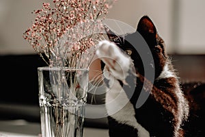 Black cat with a white neck and paws is playing with pink summer flowers placed in a glass vase. Cat with a raised white paw