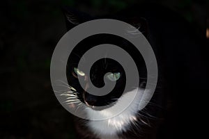 A black cat with a white neck is sitting in the dark