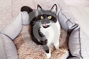 Black cat with white whiskers looking up, licking his lips, sitting in pet bed.