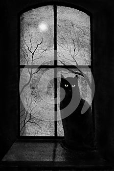 Black cat in the window