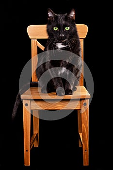 Black cat on wooden chair