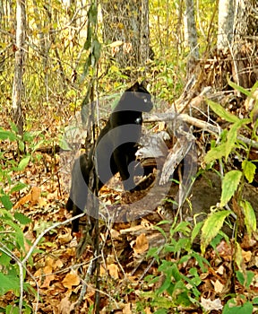 Black cat in the woods in fall