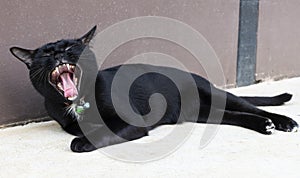 Black cat yawn open mouth