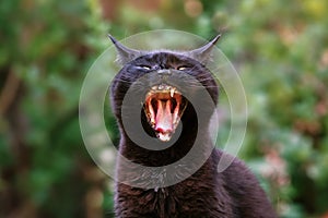 Black Cat Yawning