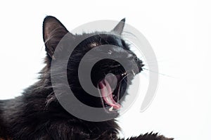 Black cat yawning with mouth wide open