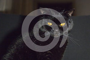 Black cat with yellow eyes