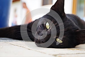 Black cat with yellow eyes