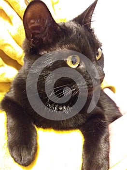 Black cat yellow eyes