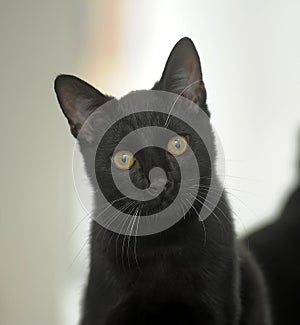 Black cat with yellow eyes