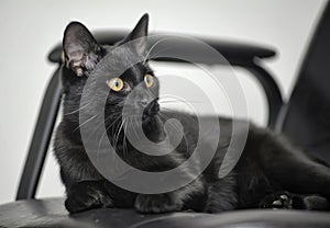 Black cat with yellow eyes