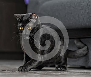 Black cat with yellow eyes