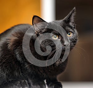 Black cat with yellow eyes