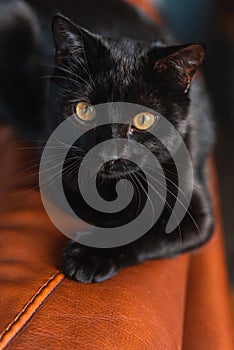 A black cat with yellow eyes