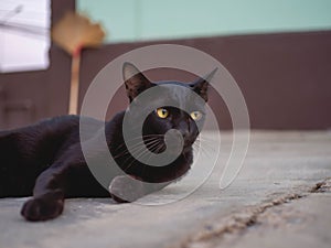 Black cat  with yellow eyes