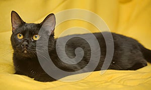 Black cat with yellow eyes