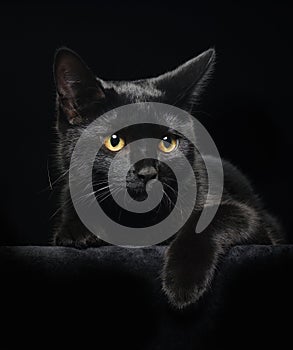 Black cat with yellow eyes