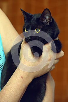 Black cat with yellow eyes in arms