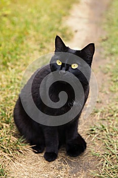 Black cat with yellow eyes and attentive look sit outdoors in nature in grass. Cat looking up