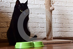A black cat with yellow eyes on the background of a kitchen wall looks out from behind a scratching post and looks at the camera