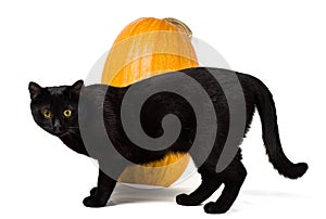 Black cat with yellow eyes on a background of a large yellow pumpkin.