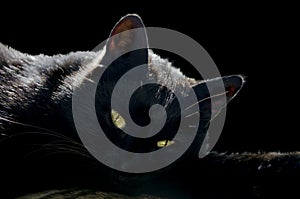 Black cat with yellow eyes, black background