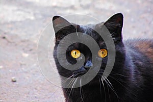 Black cat with yellow eyes, closeup portrait