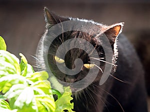 Black cat with yellow eyes eat fresh green salad