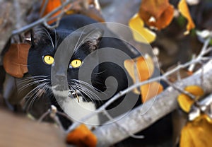 Black Cat Yellow Eyes & Fall Leaves