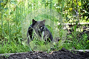 Black cat with yellow eyes in the grass