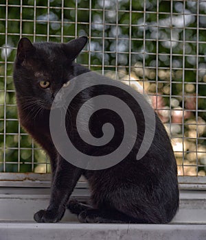 Black cat with yellow eyes at home