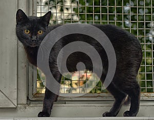 Black cat with yellow eyes at home