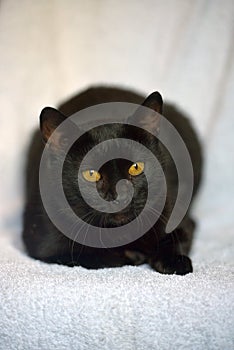 Black cat with yellow eyes at home