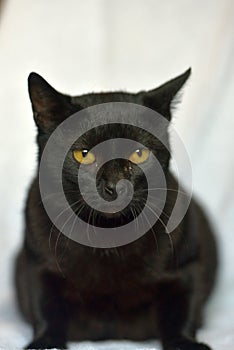 Black cat with yellow eyes at home