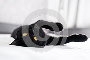 The black cat with yellow eyes lies on a sofa. Playful kitten lies on it's back. Affectionate cute kitty on white