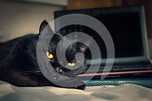 A Black Cat, Yellow Eyes, Looking Into the Camera, Lying on a Laptop Keyboard at Home. Display with Blurred Icons on Black Screen