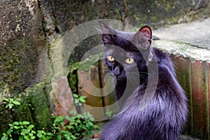 Black cat with yellow eyes looking curiously at the camera