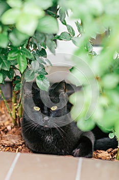 Black cat with yellow eyes lying near the rose bush in the garden. Adorable feline shot outdoor