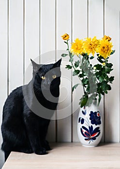 Black cat with yellow eyes near a vase with yellow chrysanthemums on a white background.