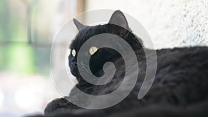 Black cat with yellow eyes outdoor. Black cat lies outside on the balcony, watching. Selkirk rex