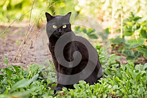 Black cat with yellow eyes portrait outdoors