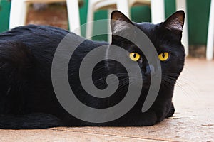 Black cat with yellow eyes resting