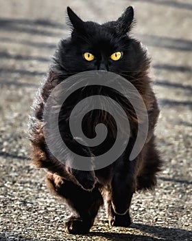 A black cat with yellow eyes is running