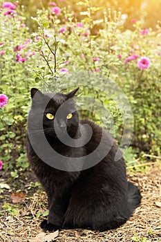 Black cat with yellow eyes sit outdoors in nature in garden with flowers in sunlight