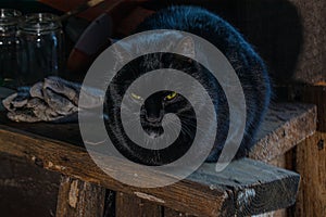 A black cat with yellow eyes sits on a bench in a village room