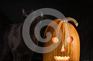 Black cat with yellow eyes sits next to Halloween pumpkin on a black