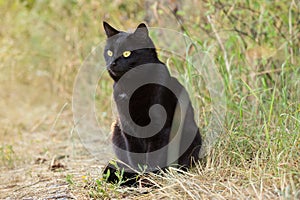 Black cat with yellow eyes sits outdoors in green grass on meadow