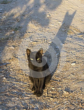 Black Cat with yellow eyes sitting