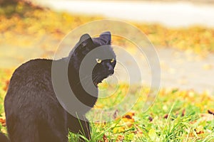 Black cat with yellow eyes is sitting on grass, yellow autumn leaves on background, toned picture