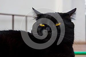 Black cat with yellow eyes sleeping